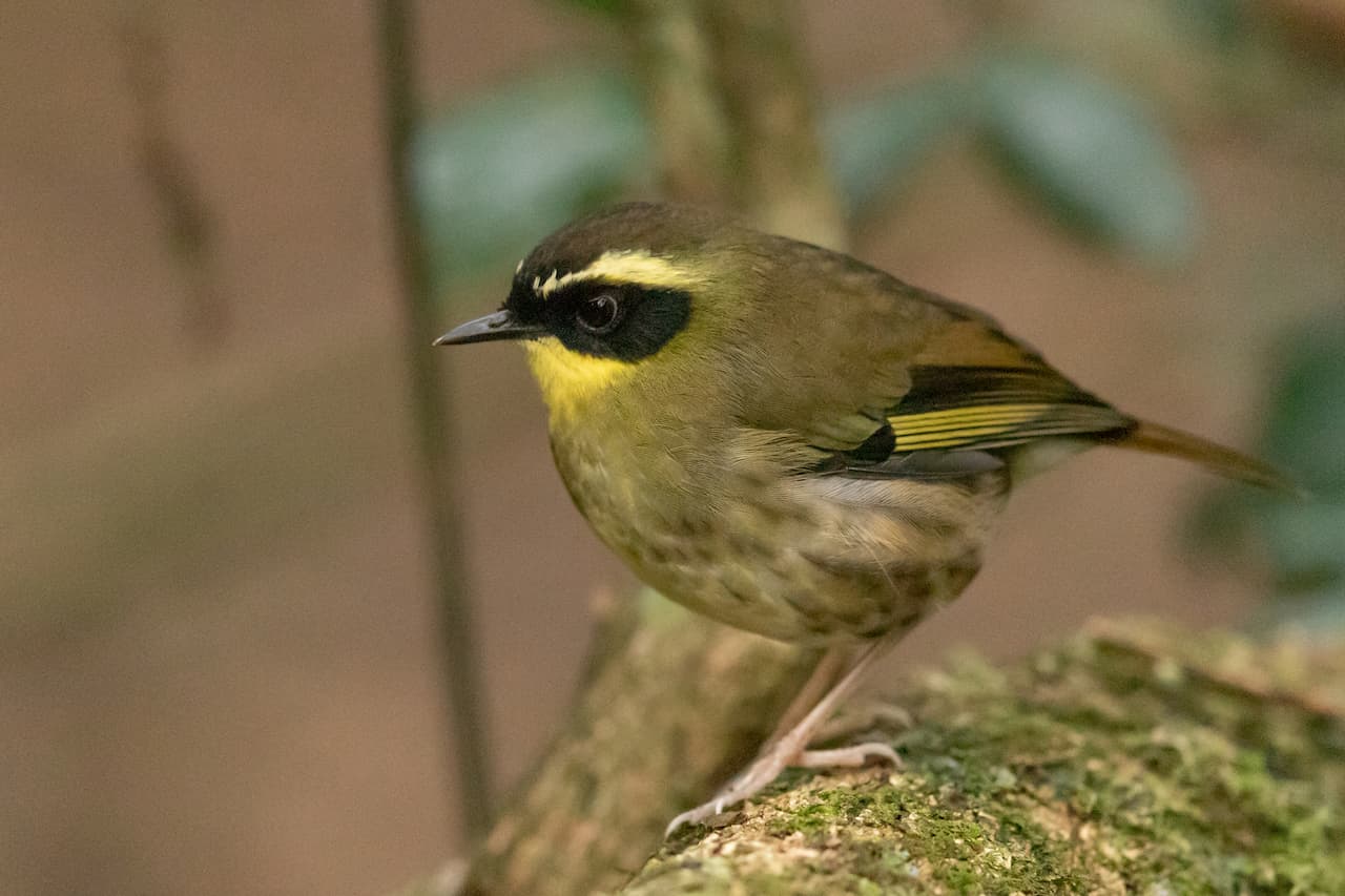 Yellow Throated Scrubwren Mary Cairncross