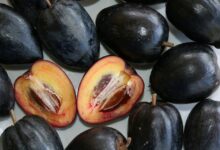 Black Apple (Pouteria Australis)