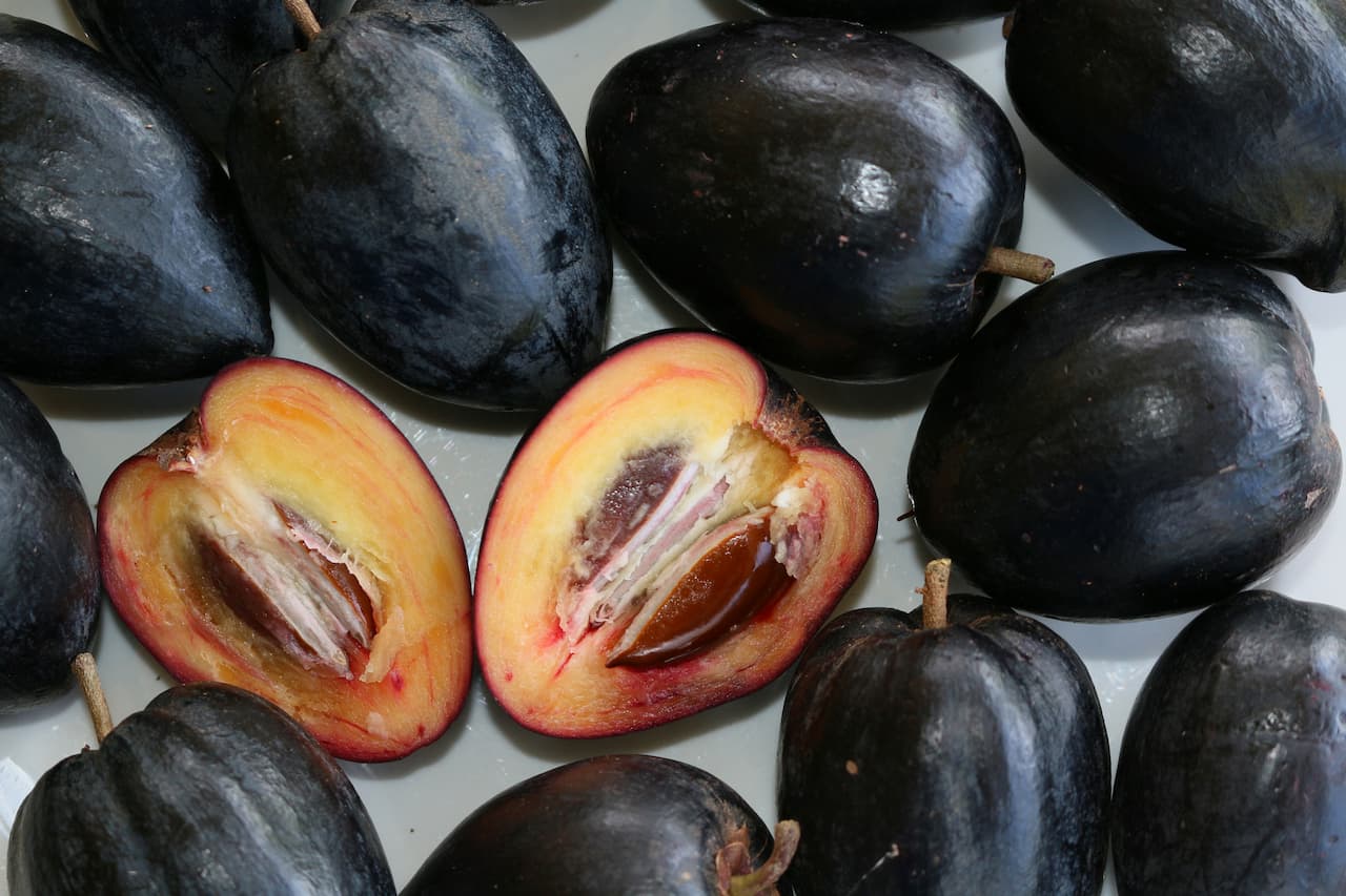 Black Apple (Pouteria Australis) | Mary Cairncross