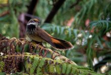 Black-breasted Rufous Fantail (Rhipidura rufifrons) Sitting On Plant