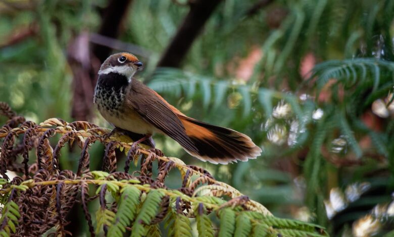 Black-breasted Rufous Fantail (Rhipidura rufifrons) Sitting On Plant