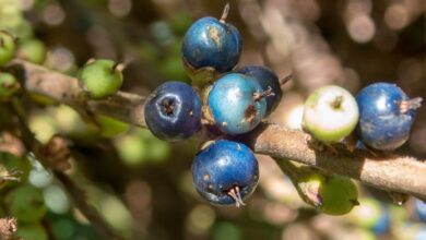 Blue Quandong Elaeocarpus Angustifolius