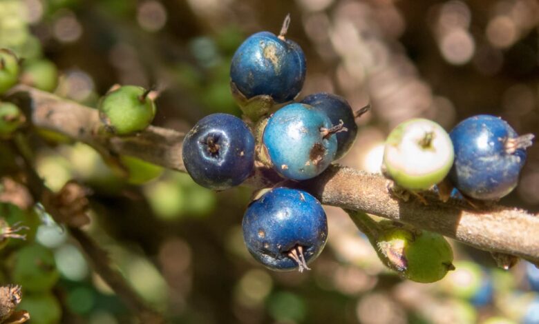 Blue Quandong Elaeocarpus Angustifolius