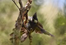 Eastern Whipbird Taking Flight