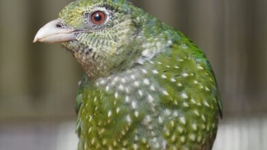 Green Catbird Close Up