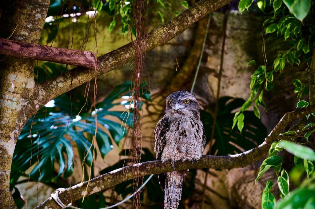 Marbled Frogmouth Sitting In A Tree