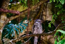 Marbled Frogmouth Sitting In A Tree