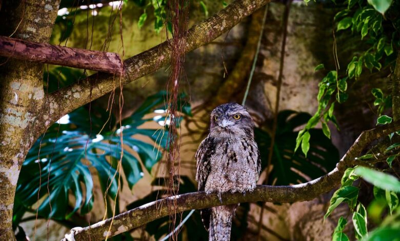 Marbled Frogmouth Sitting In A Tree