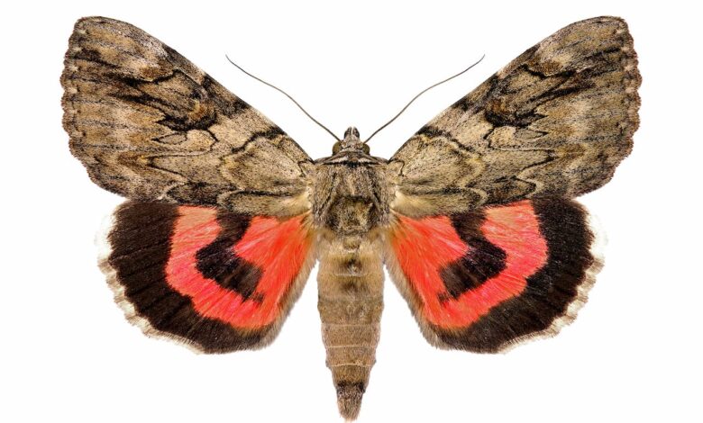 Pink Underwing Moth