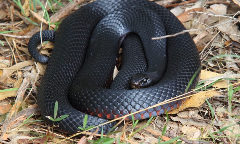 Red-Bellied Black Snake Curled Up