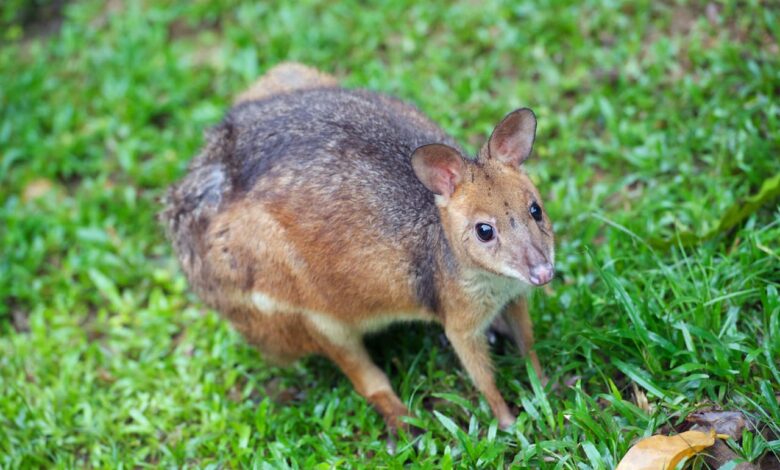 Red Legged Pademelon Wallaby