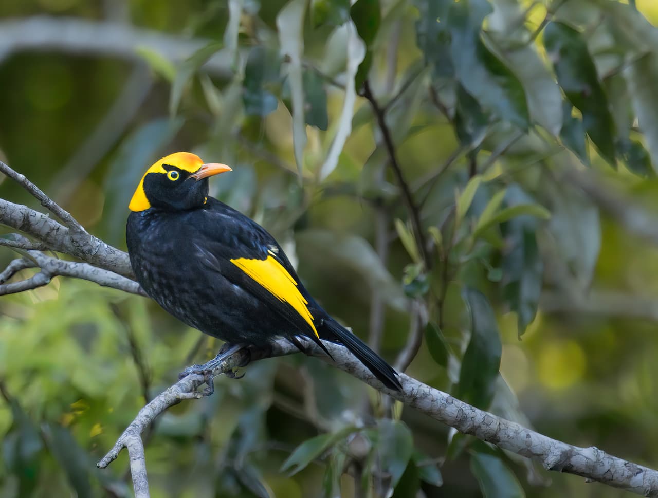 Regent Bowerbird | Mary Cairncross