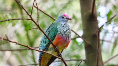 Rose-Crowned Fruit Dove In Tree