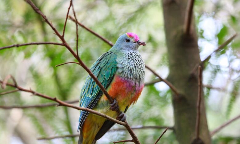 Rose-Crowned Fruit Dove In Tree