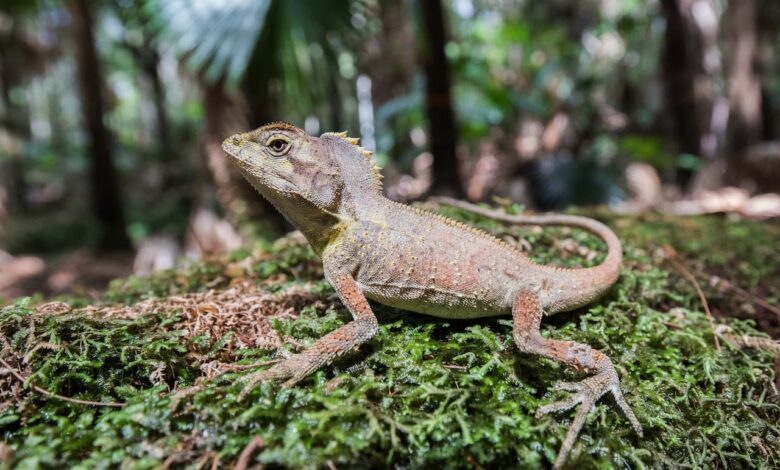 Southern Angle-Headed Dragon In Forest