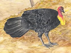 brush turkey