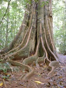 buttress roots