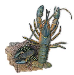 crayfish