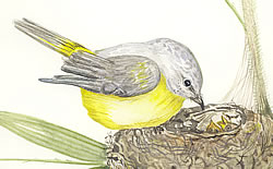 eastern yellow robin