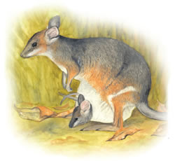 pademelon