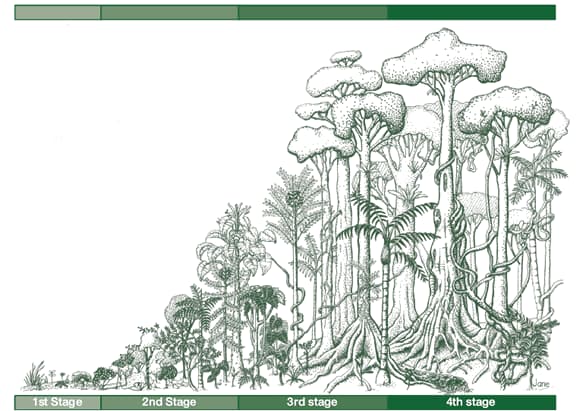 rain forest stages