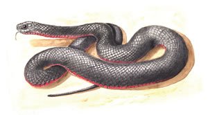 red bellied black snake