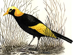 regent bowerbird