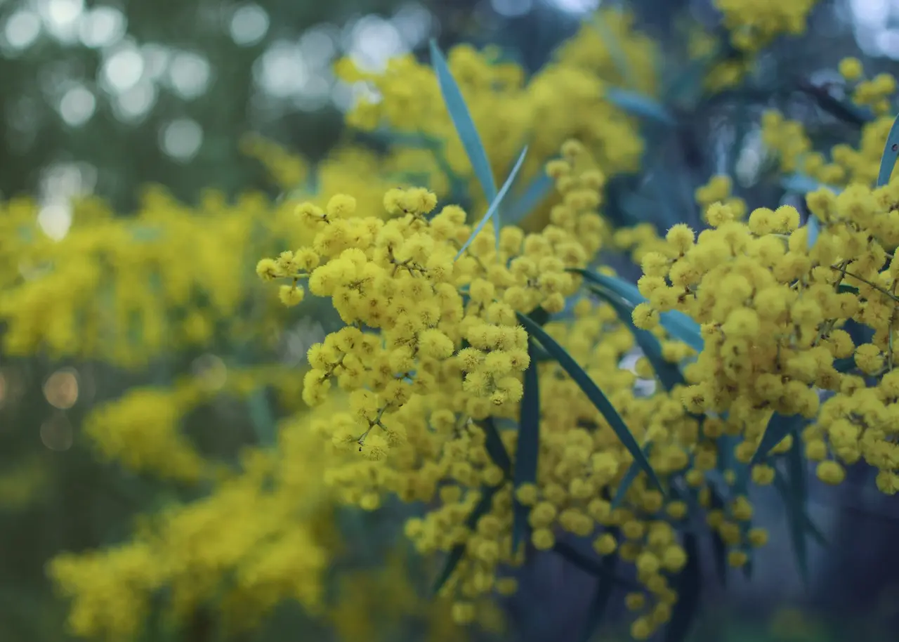 Native Australian Tree