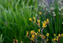 What Native Flowers and Forest Textures Teach Us
