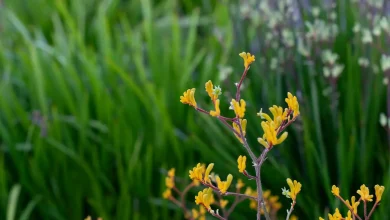 What Native Flowers and Forest Textures Teach Us