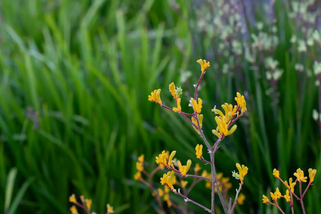 What Native Flowers and Forest Textures Teach Us
